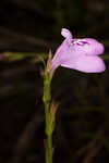 Thickleaf waterwillow